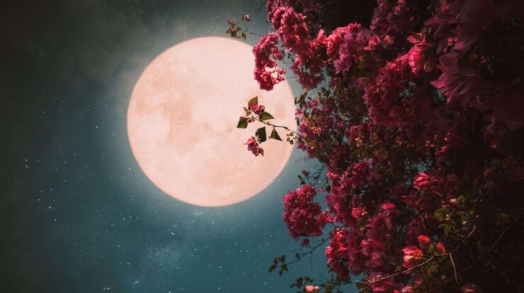 Pink moon 2024